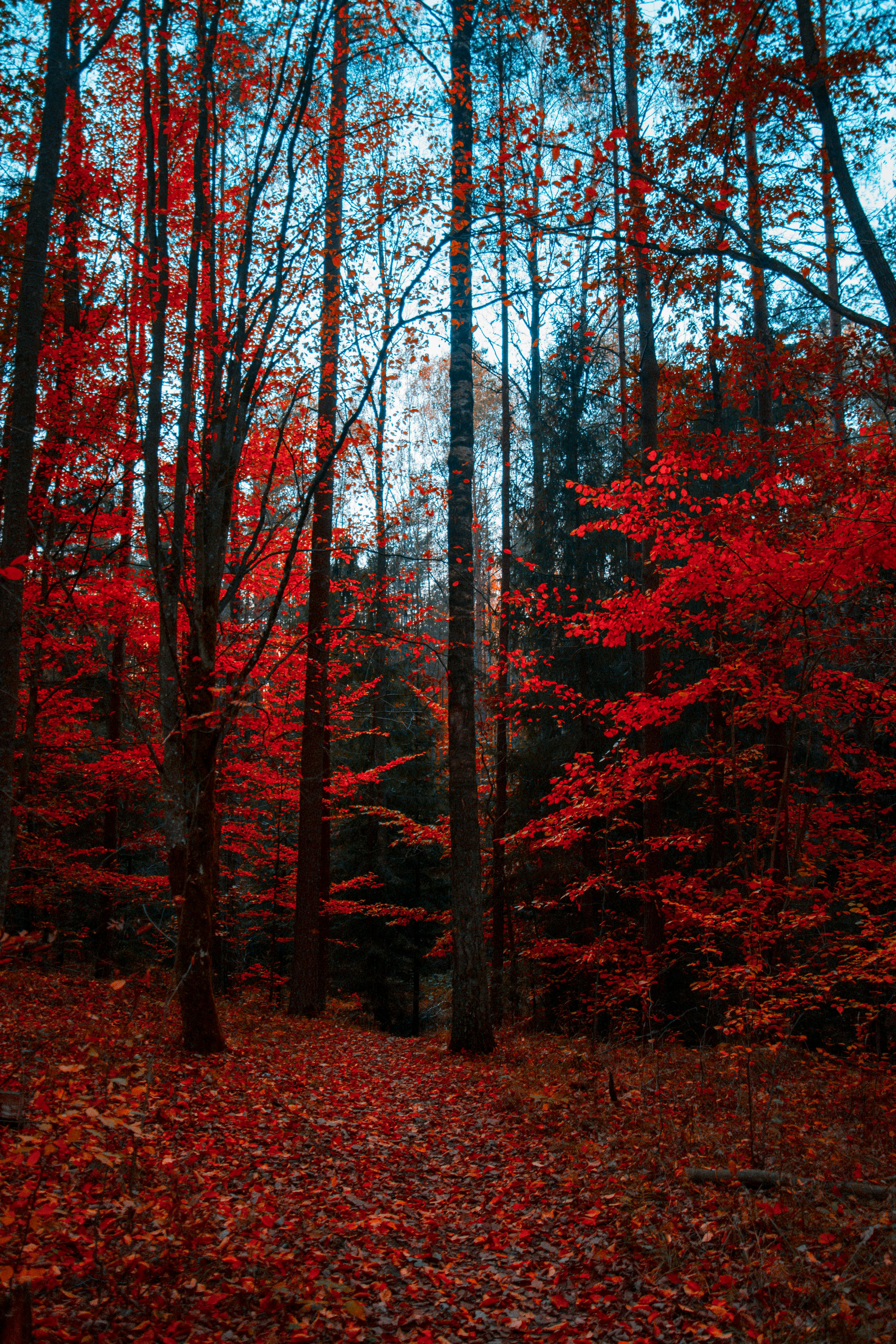red trees in a wood