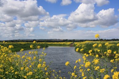 A beautifully calm Somerset river scene with the river flowing towards us and the banks and front frame are lined with yellow wild flowers. Fluffy white clouds decorate the blue sky above.
